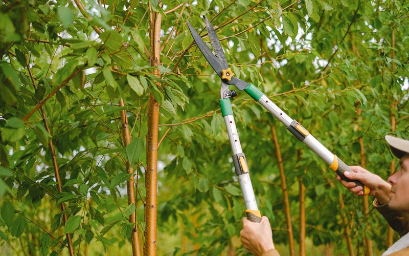Tree trimming in Dowell, IL