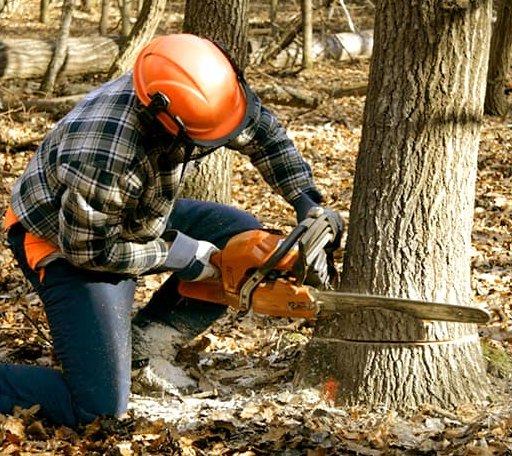 Tree Removal in Dowell, IL